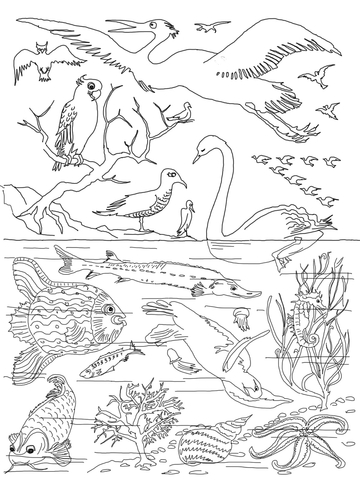 5Th Day Of Creation  Coloring Page